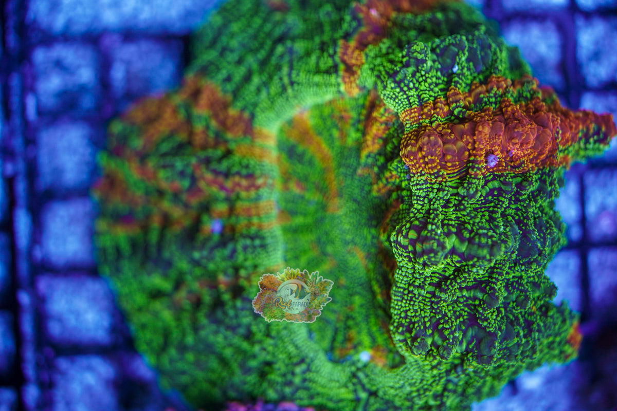 Rainbow Galaxy Acanthophylia WYSIWYG