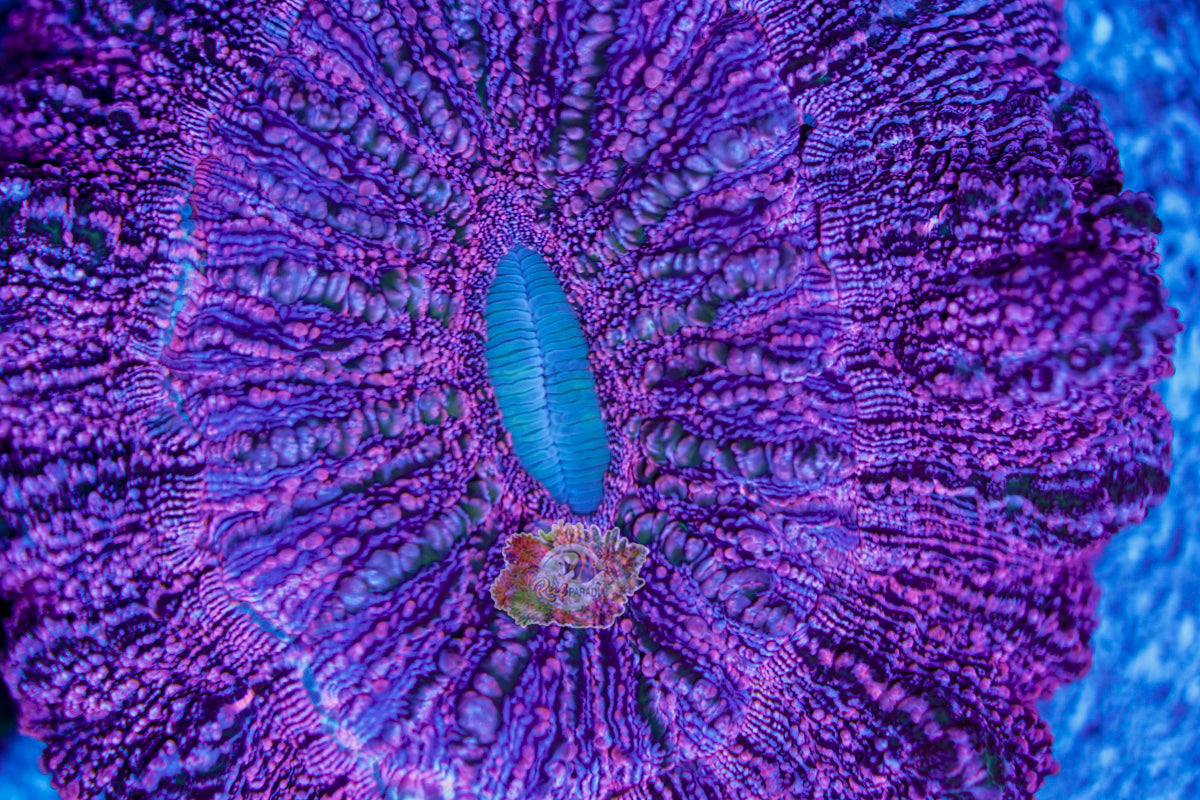 Galaxy Acanthophylia WYSIWYG *HOT PINK*