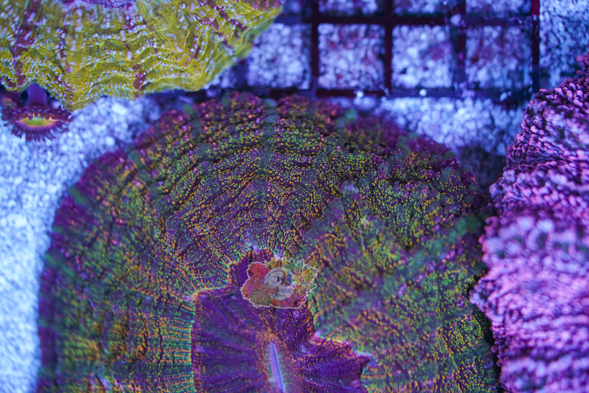 Galaxy Acanthophylia WYSIWYG