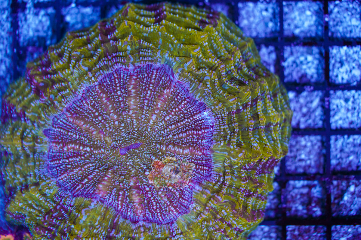 Golden & Purple Acanthophylia WYSIWYG