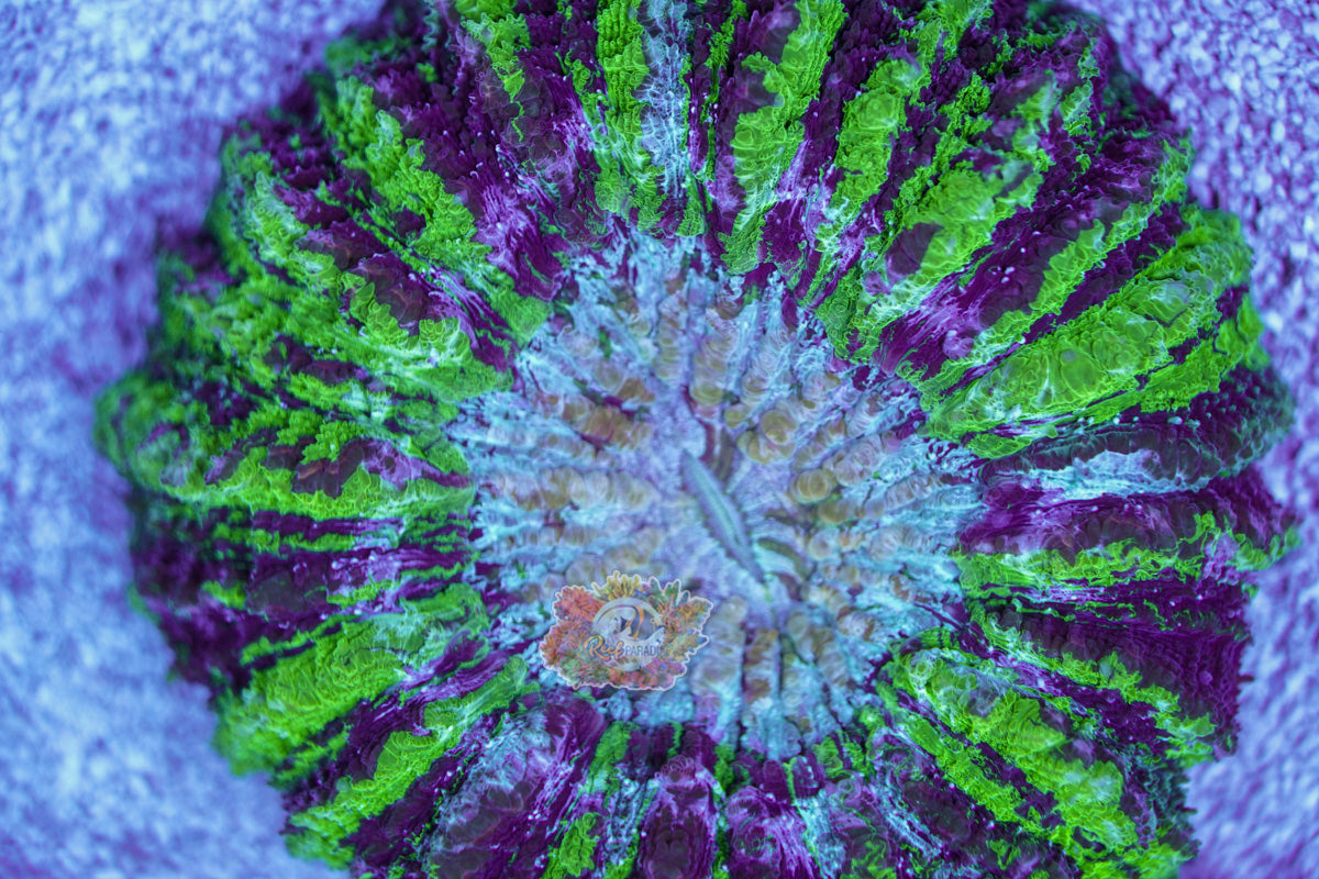 Electric Green & Purple Acanthophylia WYSIWYG