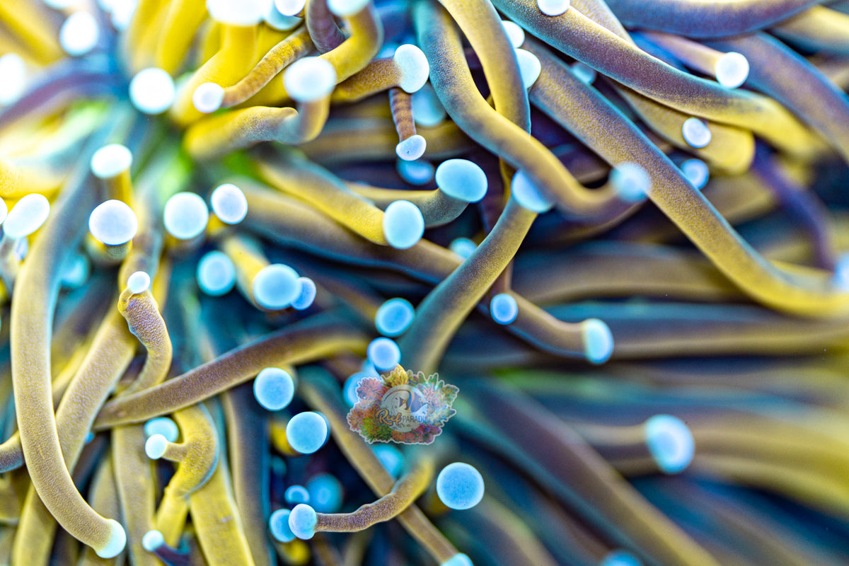 SUN GOD TORCH (CULTURED 3+ YEARS)