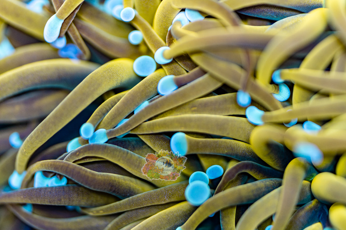 SUN GOD TORCH (CULTURED 3+ YEARS)