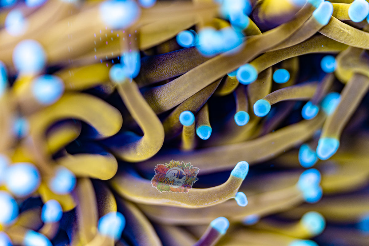 COPPER CREEPER TORCH (CULTURED 3+ YEARS)