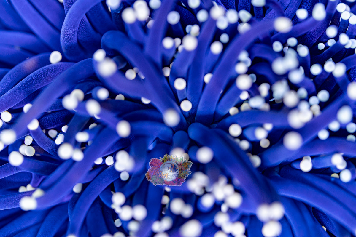 Yellow Tip Joker Torch