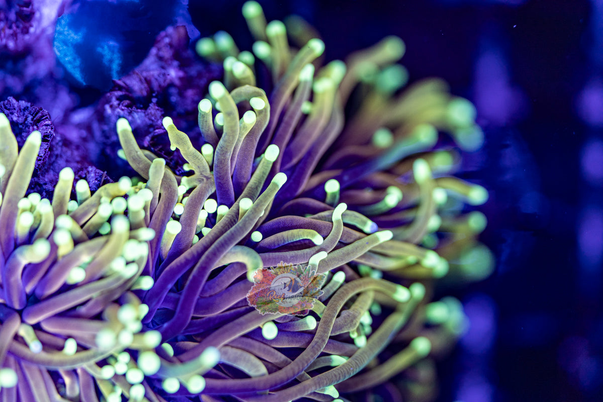 TRUE ULTRA DRAGON SOUL TORCH (CULTURED 3+ YEARS)