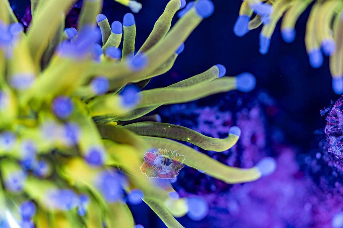 SUPER MALAYSIAN BANANA BLUE TIP *VERY RARE*