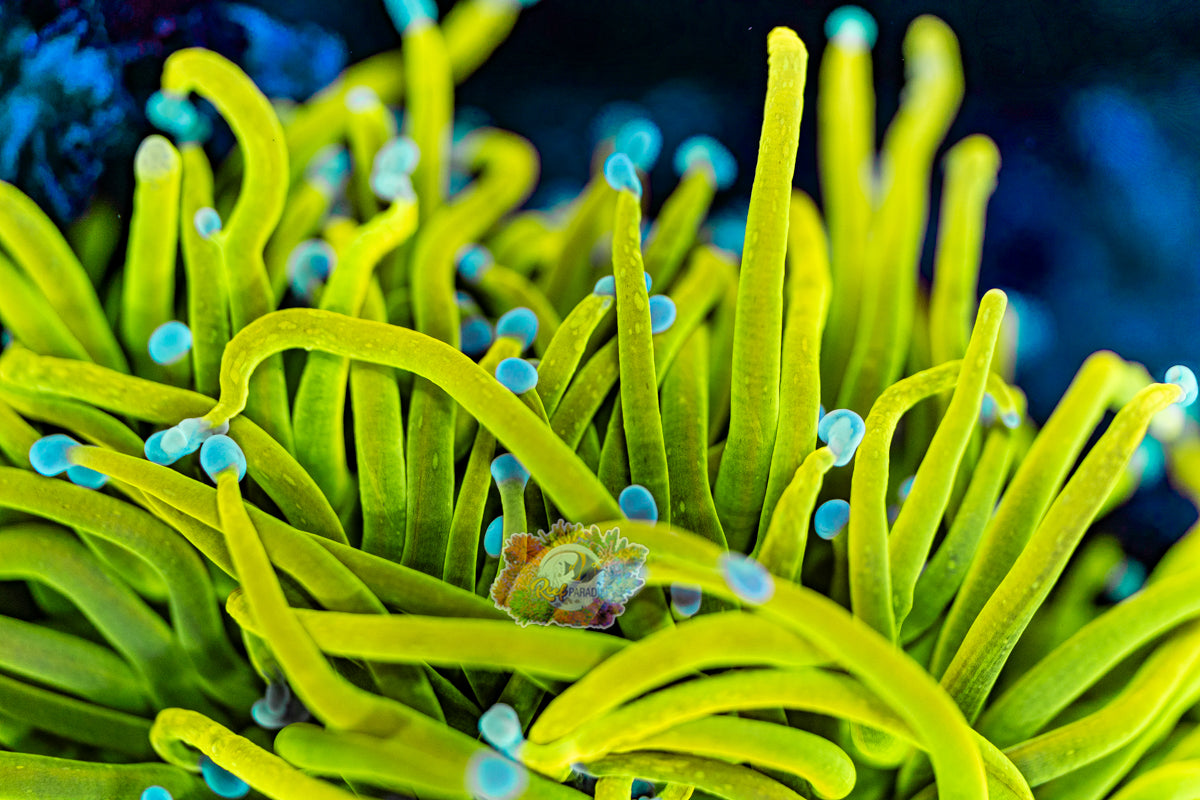 SUPER MALAYSIAN BANANA TEAL TIP *VERY RARE*