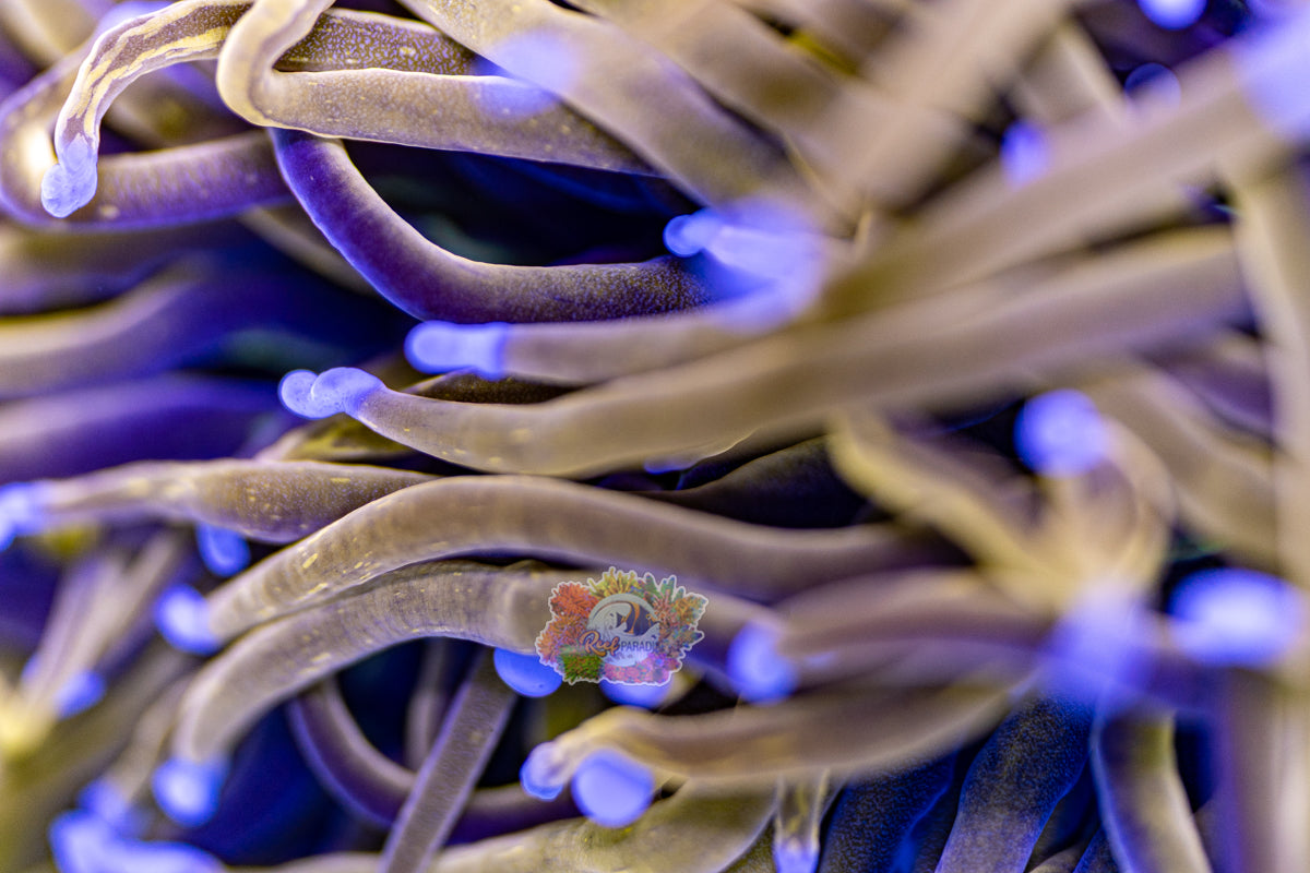 TRUE 24K TORCH (CULTURED 4+ YEARS)