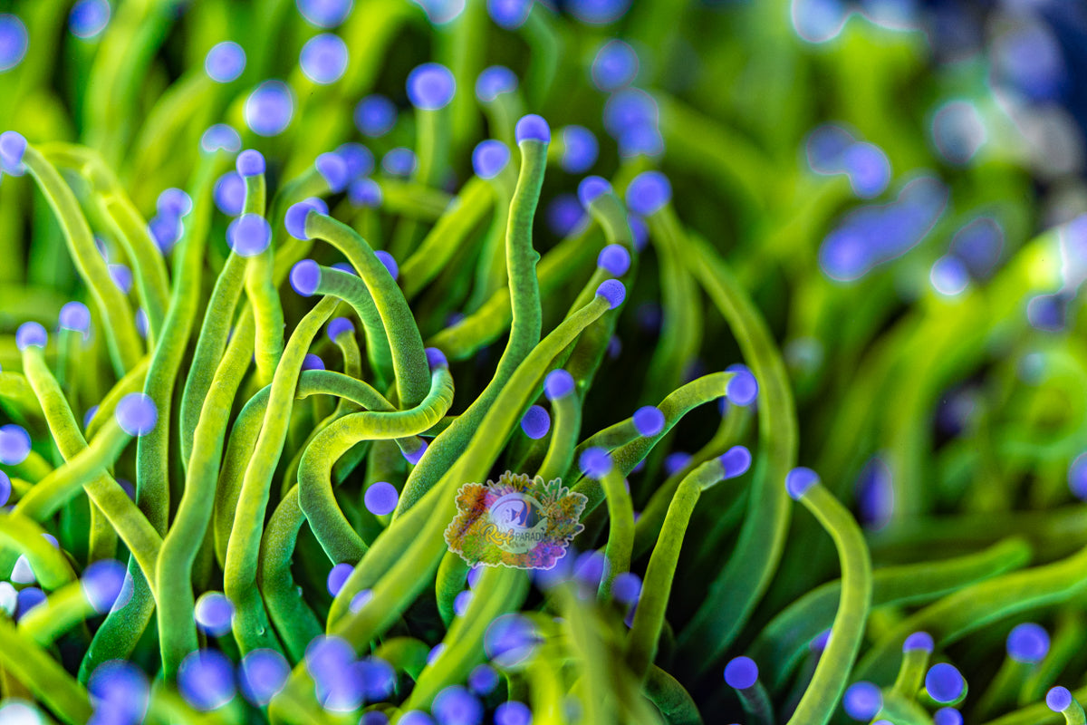 TRUE CAPTIVE HOLY GRAIL (CULTURED 10+ YEARS)