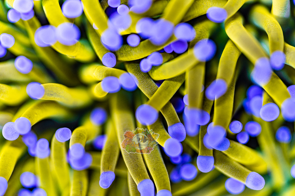 MASTER GRADE RAPUNZEL TORCH (CULTURED 3+ YEARS) INSANE COLOUR