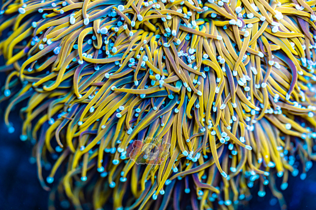 SUN GOD TORCH (CULTURED 3+ YEARS)