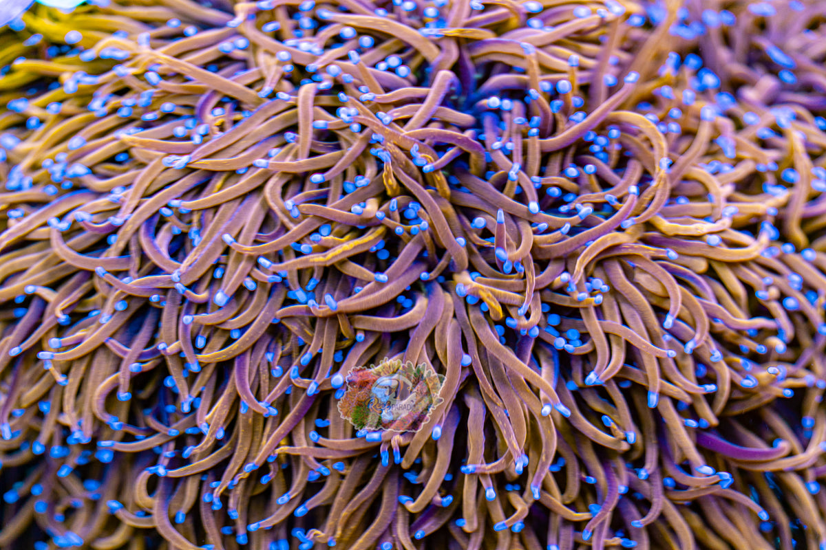 TRUE 24K TORCH (CULTURED 4+ YEARS)