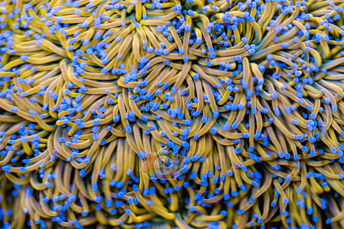 MASTER GRADE RAPUNZEL TORCH (CULTURED 3+ YEARS) INSANE COLOUR