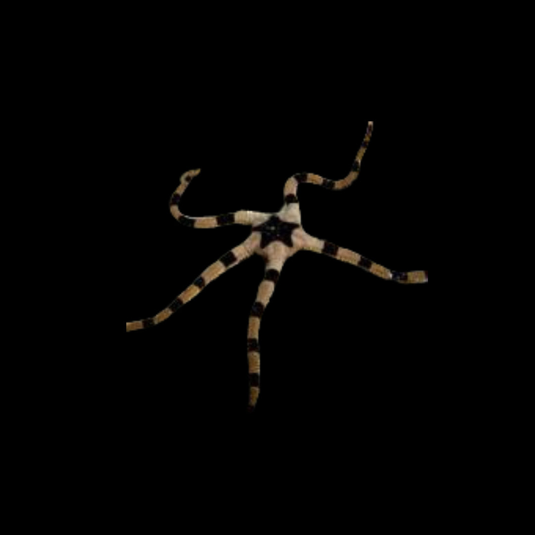 Harlequin Brittle Starfish