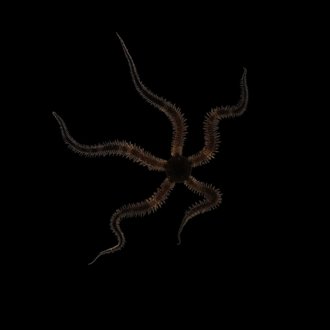 Black Brittle Starfish