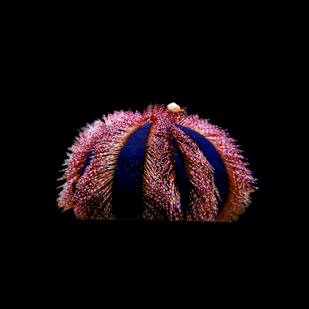 RED Tuxedo Urchin