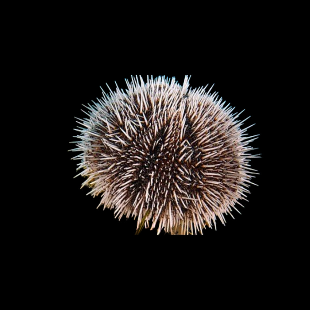 Collector Urchin