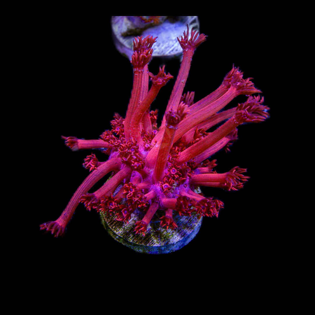 Red Goniopora *Grown in store 3+ years*