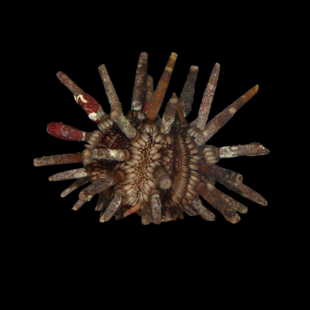 Pencil Urchin