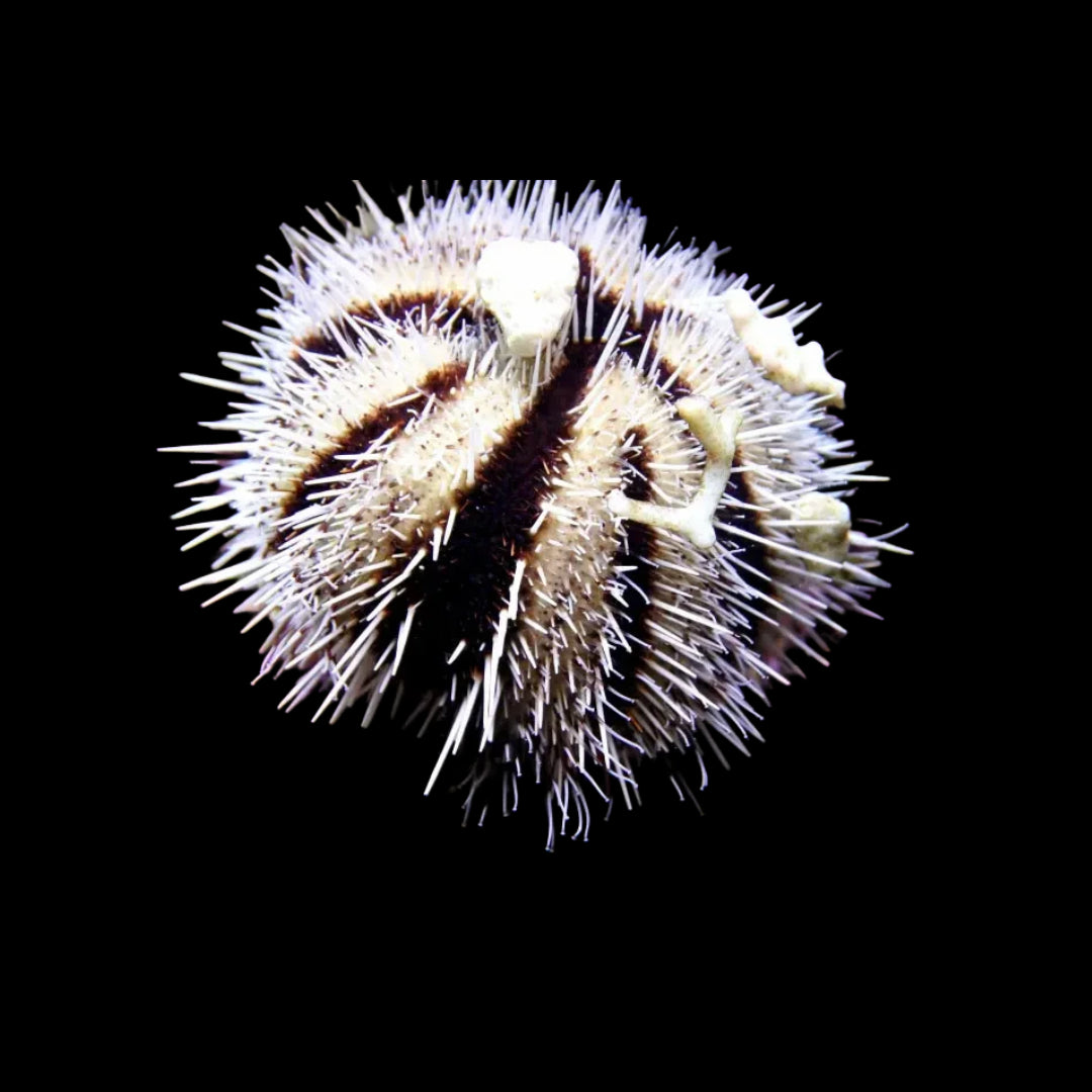 White Pin Cushion Urchin