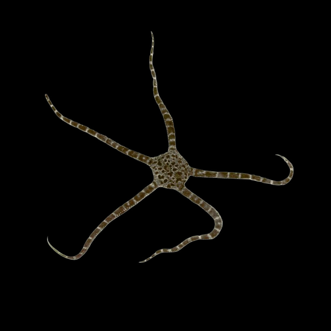 Camo Brittle Starfish