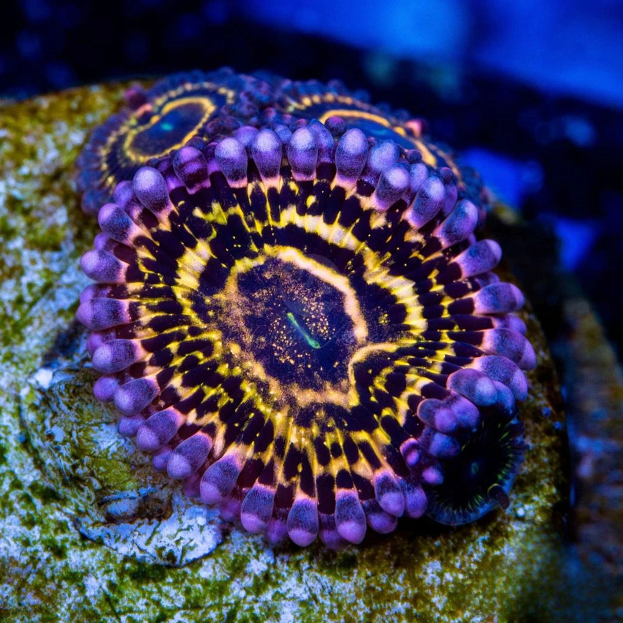 Stratosphere Zoa Cultured 3+ Years