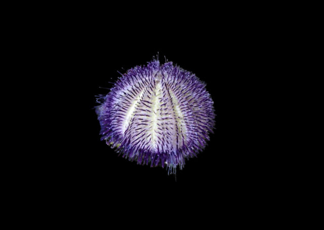 Purple Pin Cushion Urchin