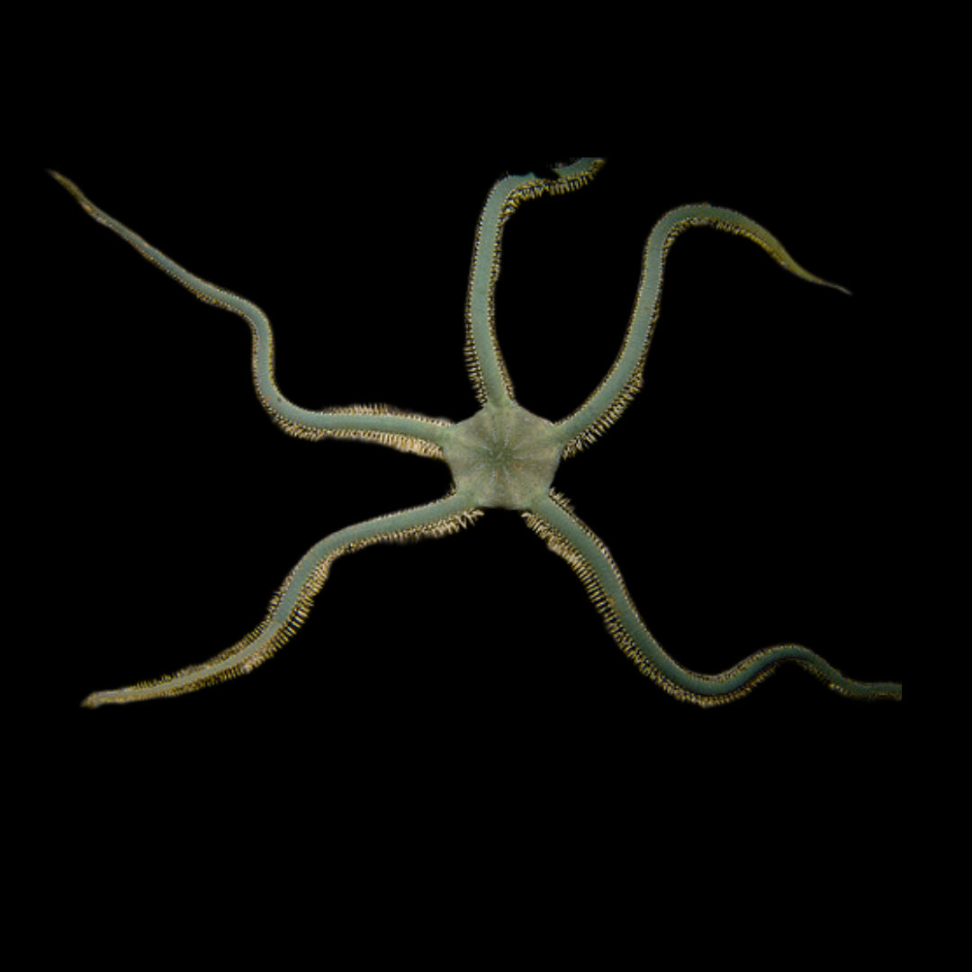 Green Brittle Starfish