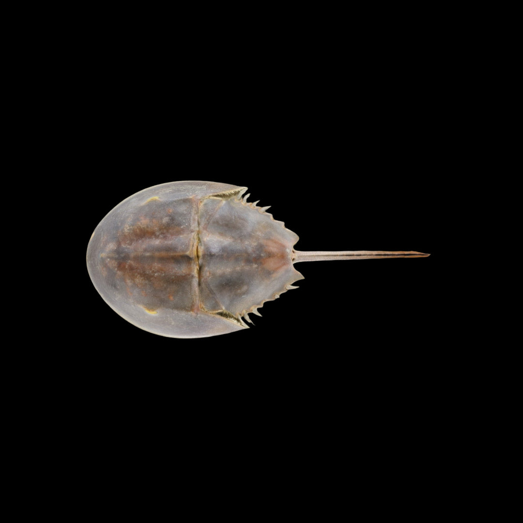 Horseshoe Crab