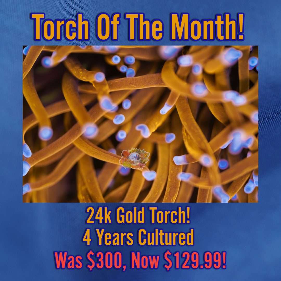 TRUE 24K TORCH (CULTURED 4+ YEARS)