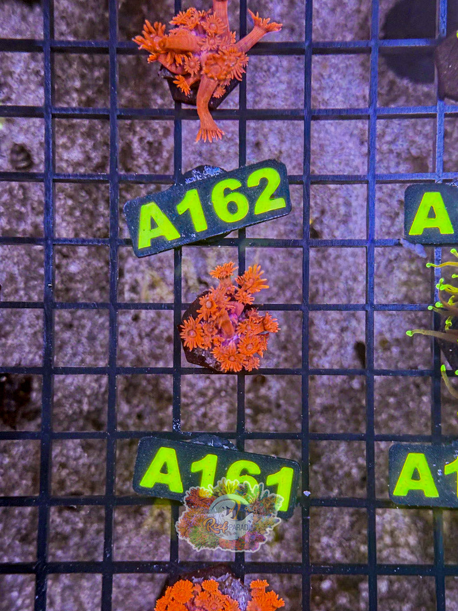 WYSIWYG A161 Ultra Red Goni