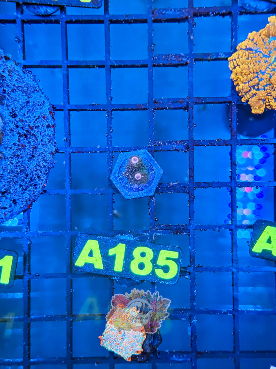 WYSIWYG A185 Purple Millepora