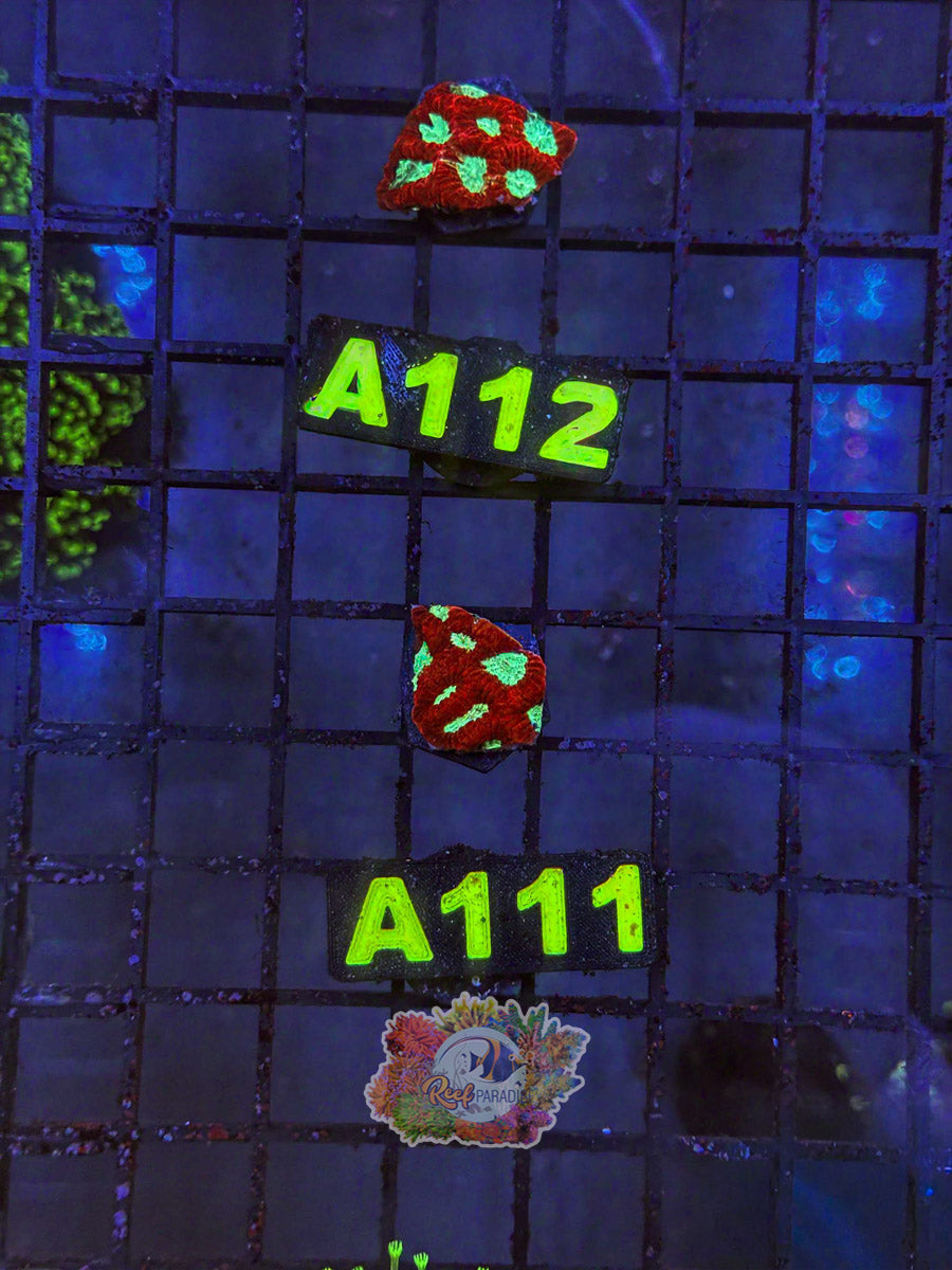 WYSIWYG A111 Red Ride Favia