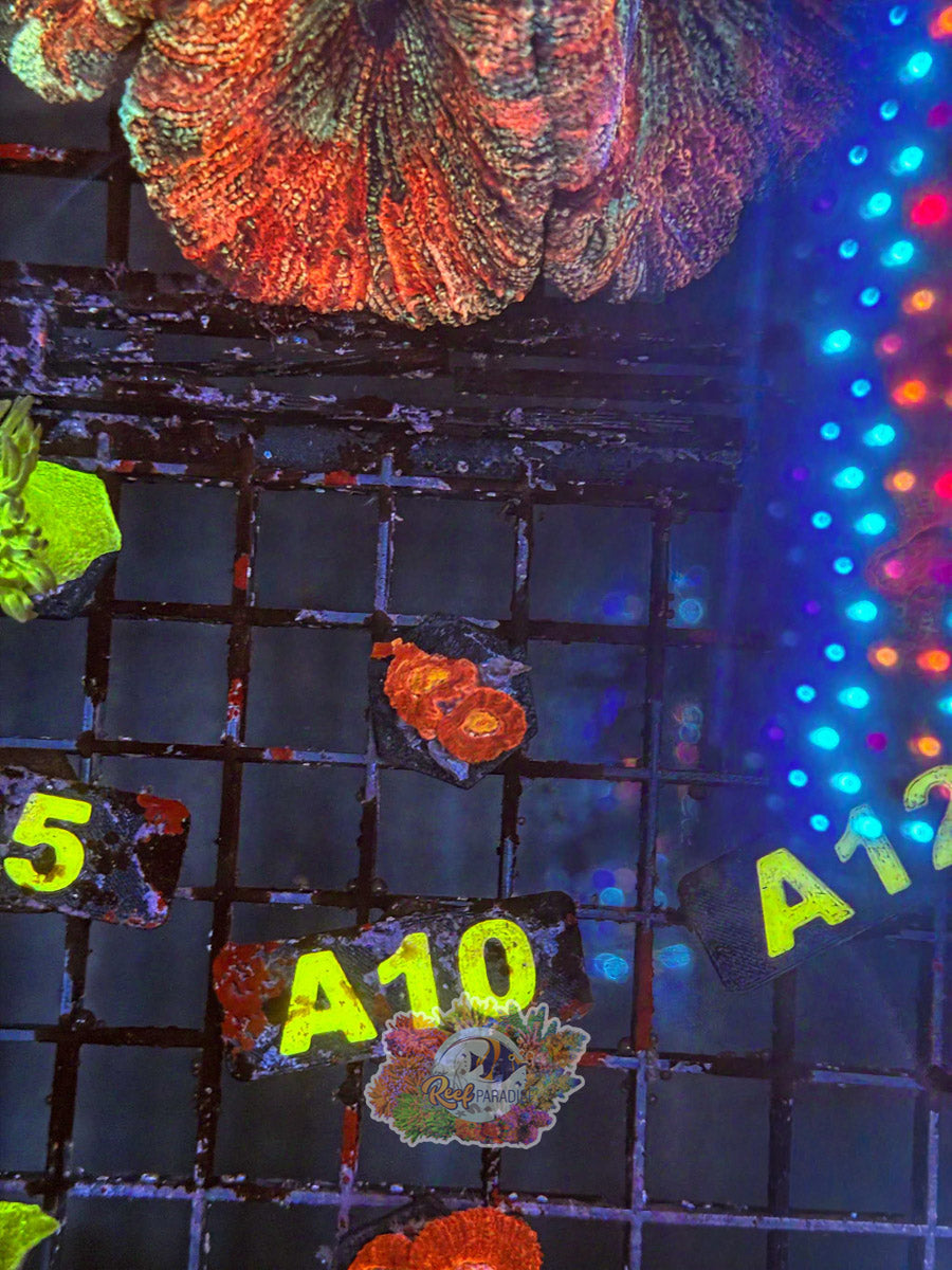 WYSIWYG A10 Ultra Acan