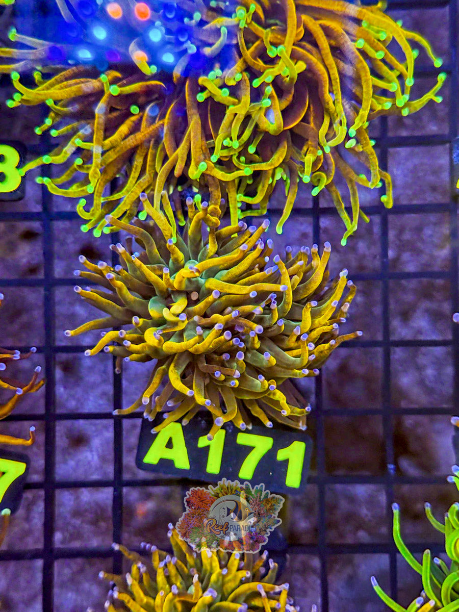WYSIWYG A171 Master Rapunzel Torch