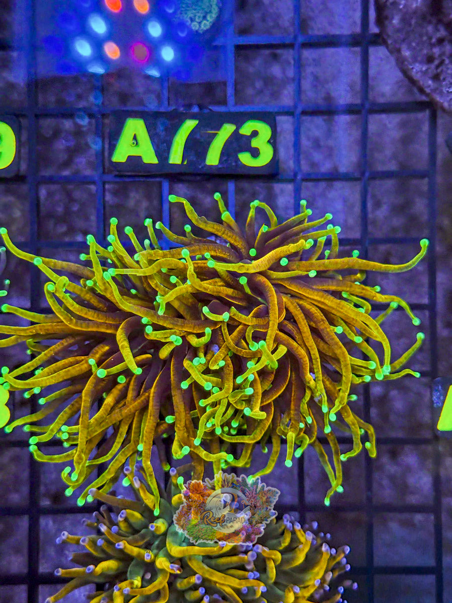 WYSIWYG A172 Master Dragon Soul Torch