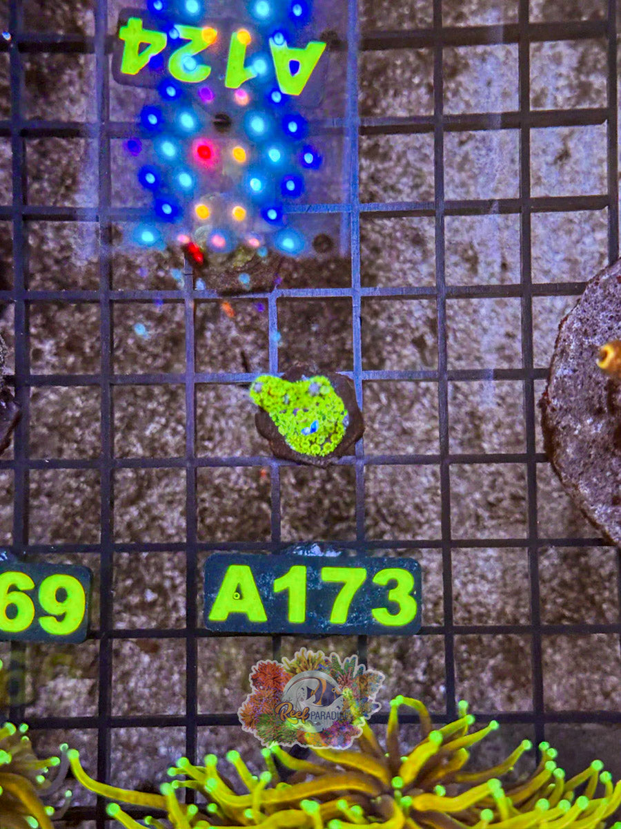 WYSIWYG A173 Montipora Stellata
