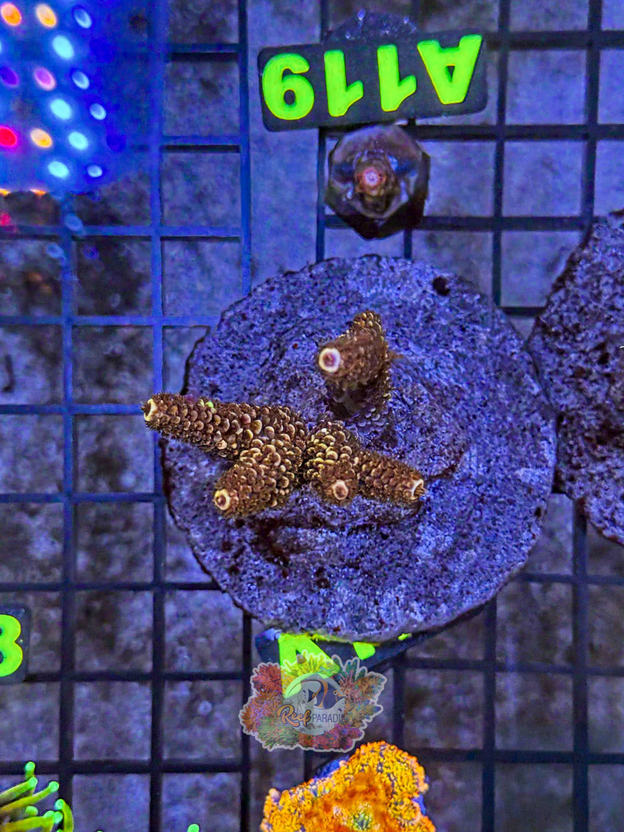 WYSIWYG A177 Acro Colony (NO DOA)