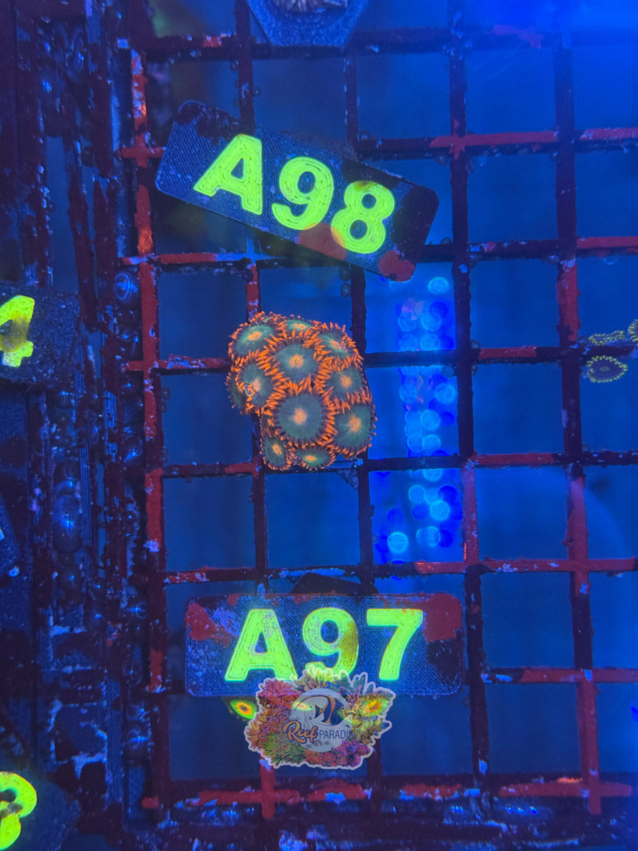 WYSIWYG A97 Gatorade Zoa