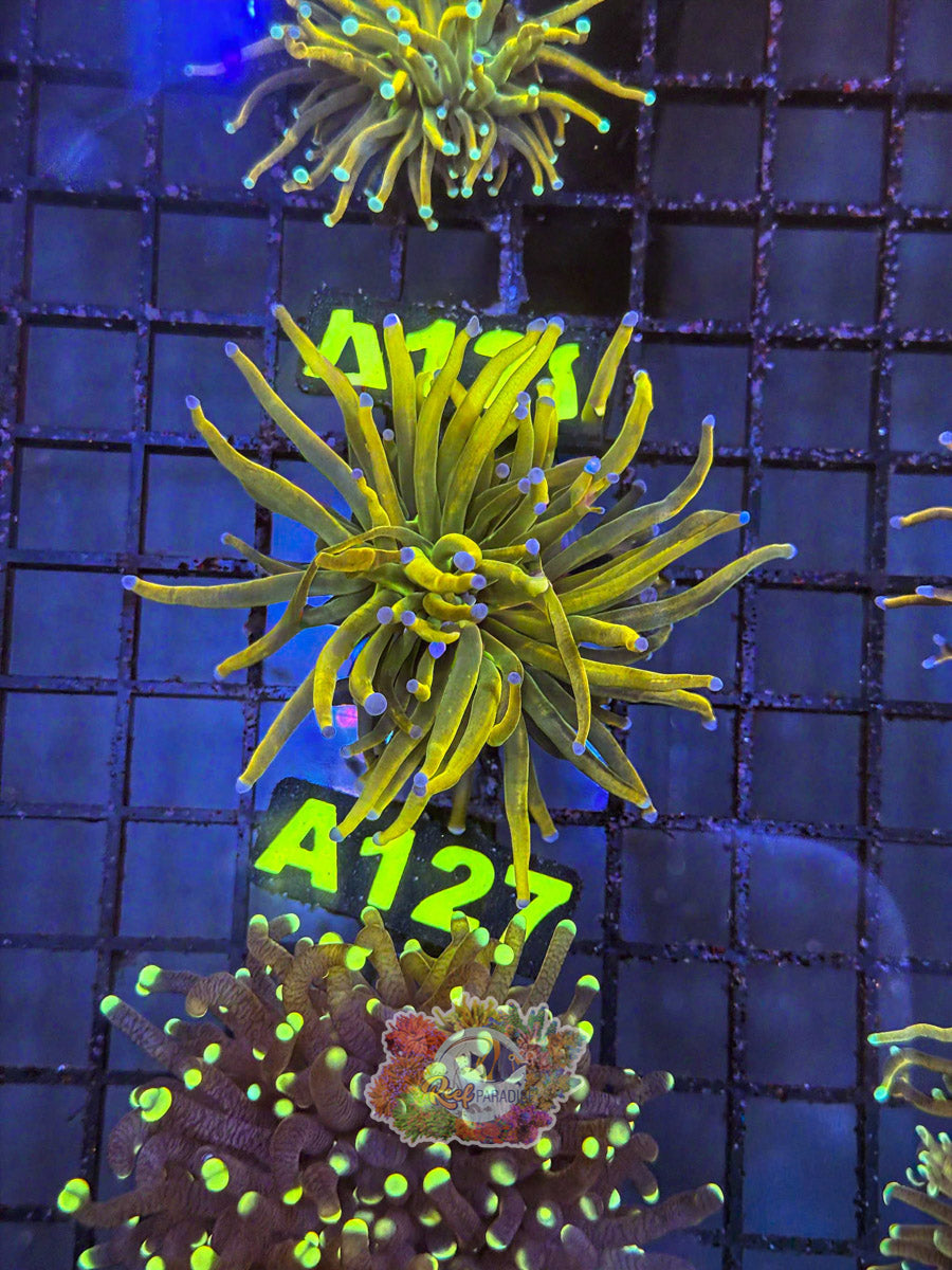 WYSIWYG A127 Rapunzel Torch