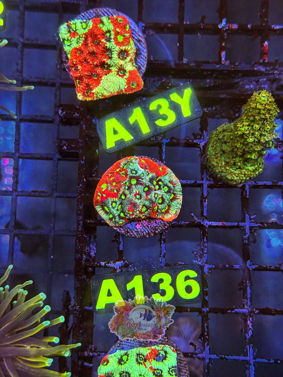 WYSIWYG A136 Rainbow War Coral Favites
