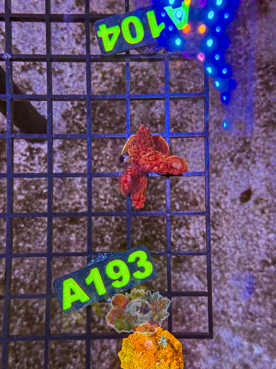WYSIWYG A193 RR Red Diablo Acro