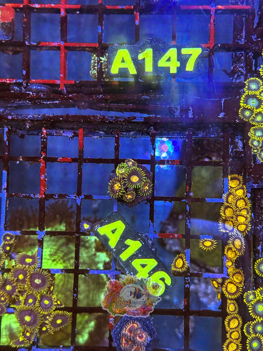 WYSIWYG A146 Zoa