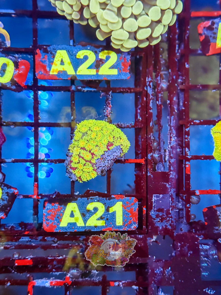 WYSIWYG A22 Polkaroo Leptastrea