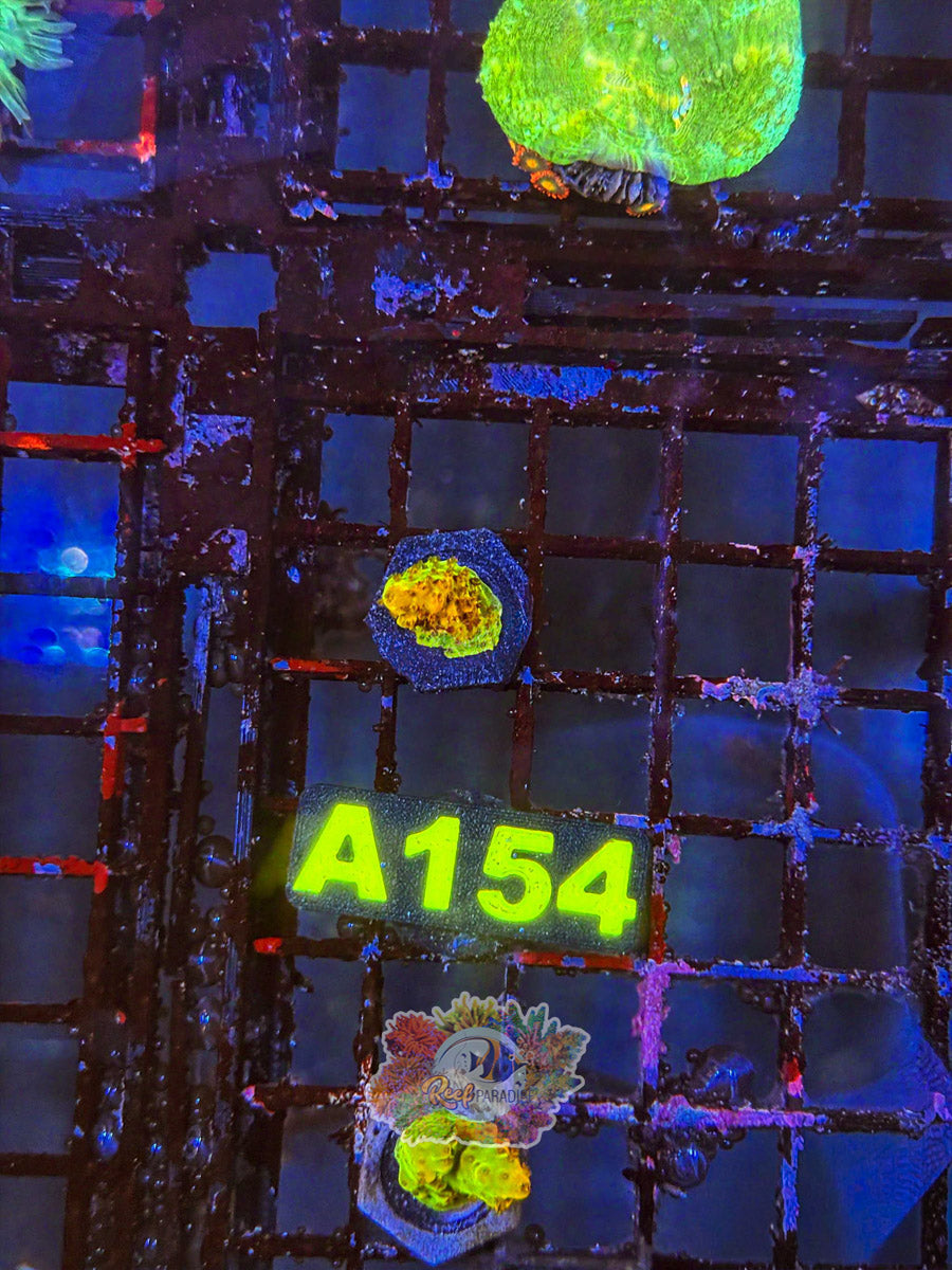 WYSIWYG A154 Golden Acro