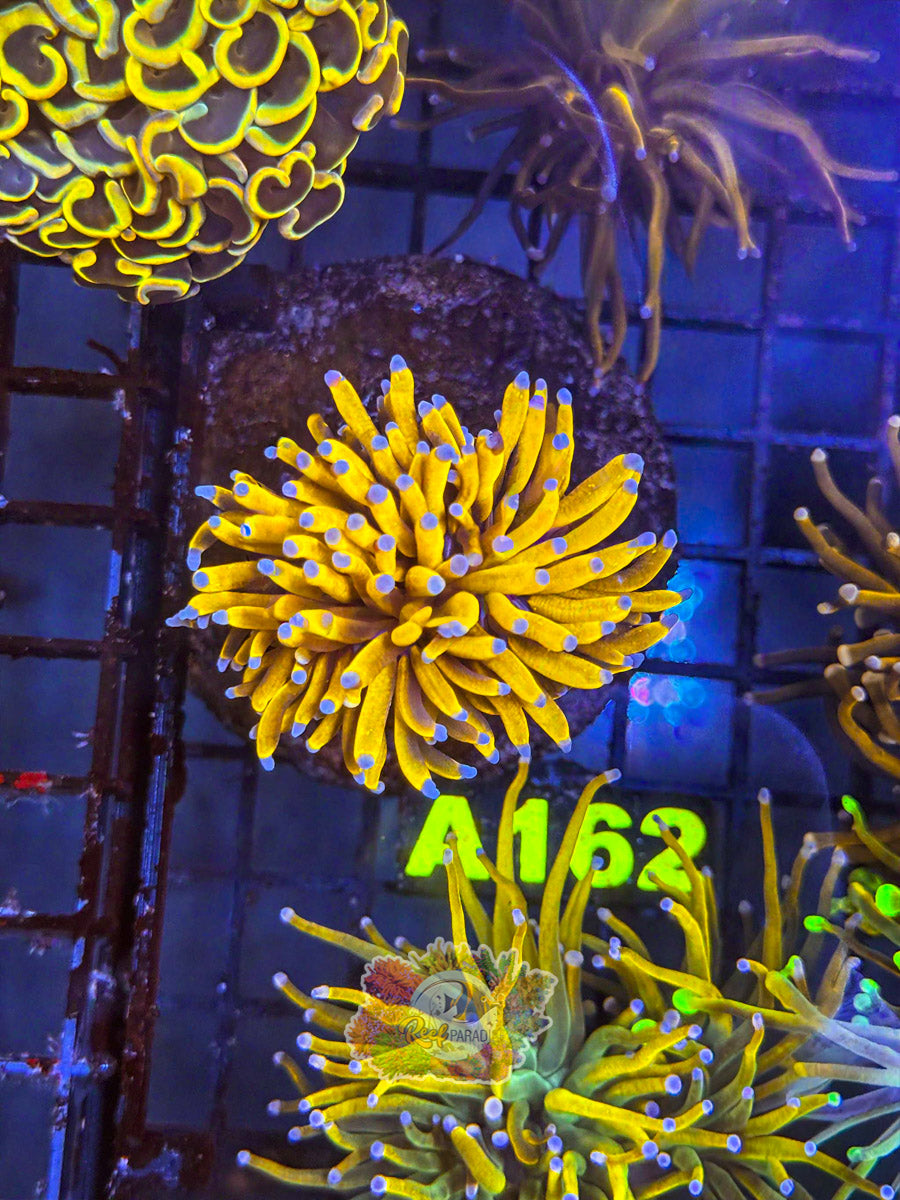 WYSIWYG A162 malaysian Gold Torch *CRAZY BRIGHT*