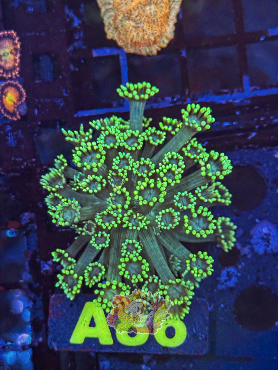 WYSIWYG A86 Green Goniopora
