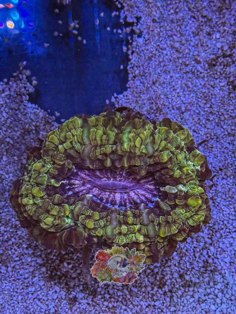 WYSIWYG Indophyllia