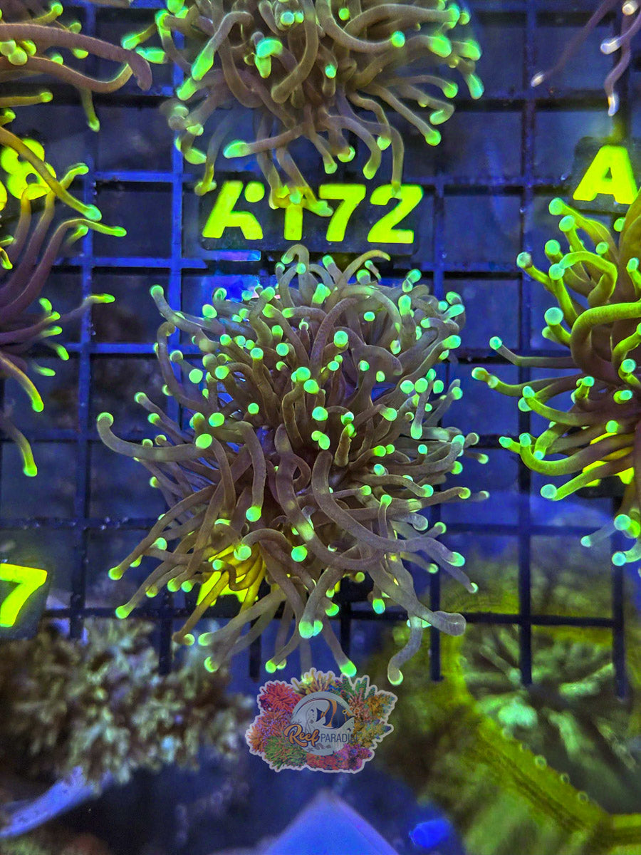 WYSIWYG A171 Green Tip Torch